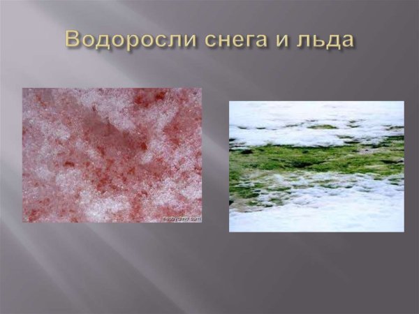 Криофильные водоросли