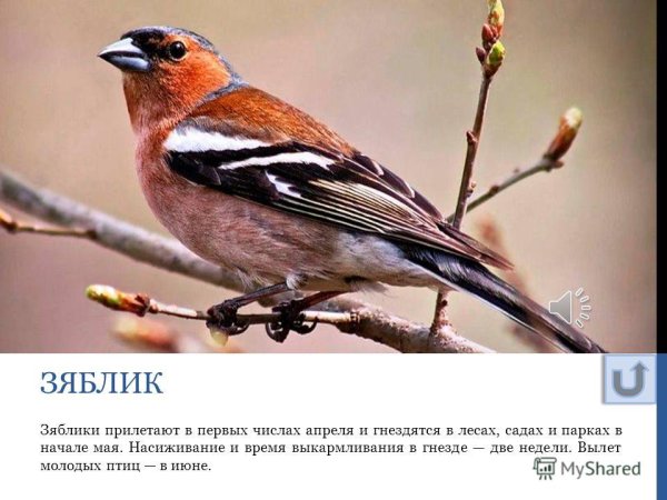 Зяблик в окружающем мире