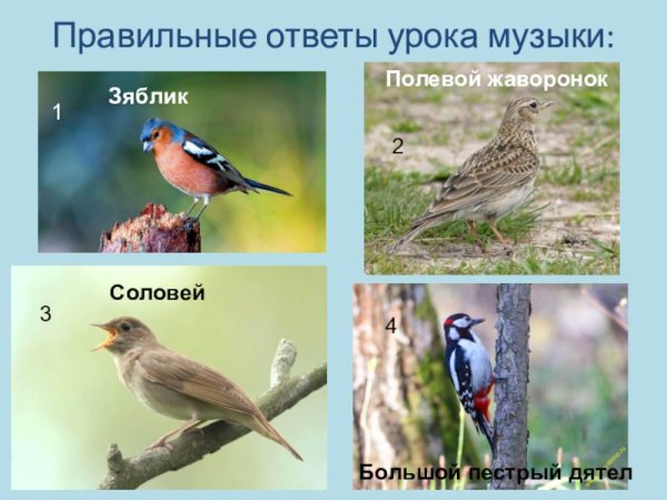 Полевой Жаворонок Зяблик