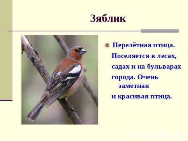 Зяблик Перелетная птица или зимующая
