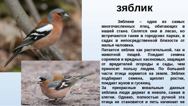 Зяблик Перелетная птица