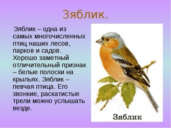 Зяблик Перелетная птица или зимующая