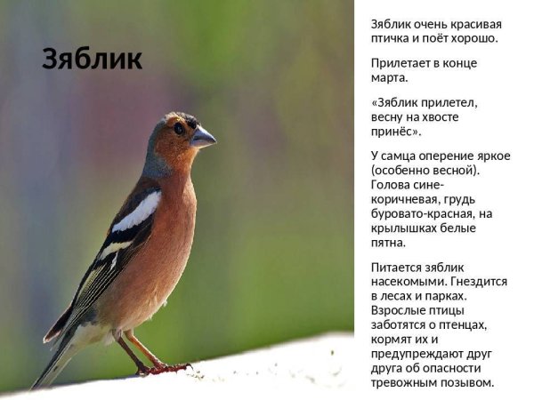 Зяблик Перелетная птица