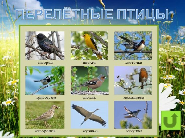 Перелетные птицы для уголка природы