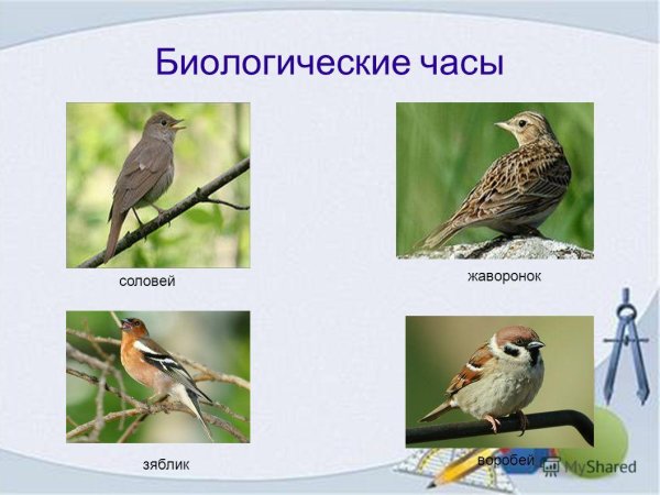 Воробей Жаворонок Зяблик