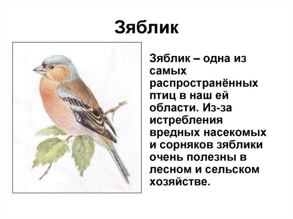 Сладков Зяблик с колечком