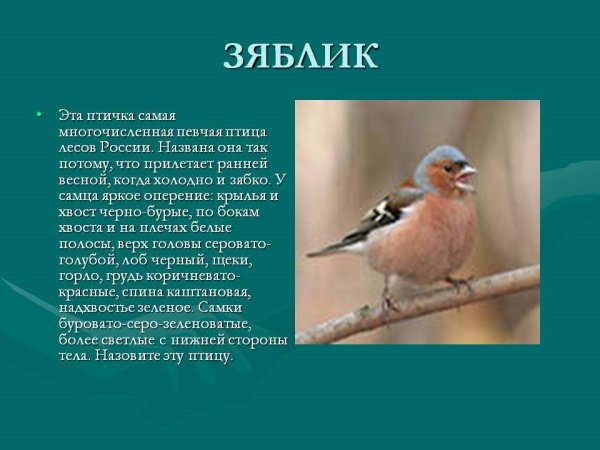 Зяблик описание для детей