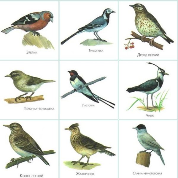 Птицы Урала – Список, названия с фото, видео, описание, особенности