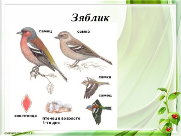 Зяблик размножение