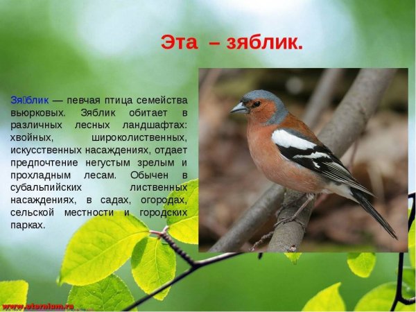 Зяблик птица описание