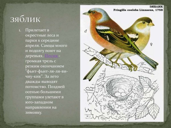 Как выводят потомство зяблики