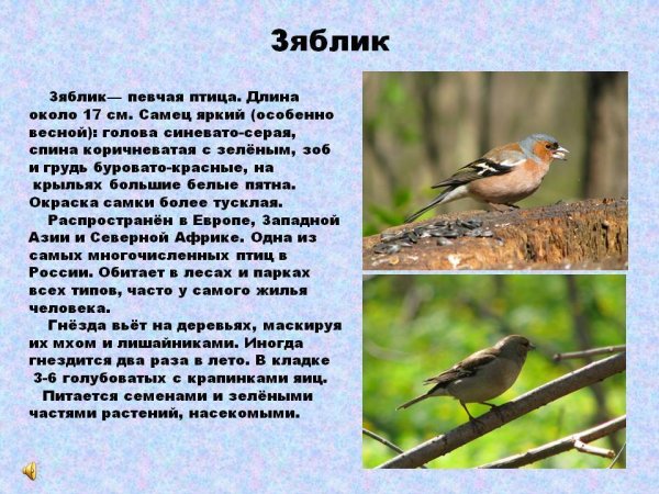 Зяблик краткое описание