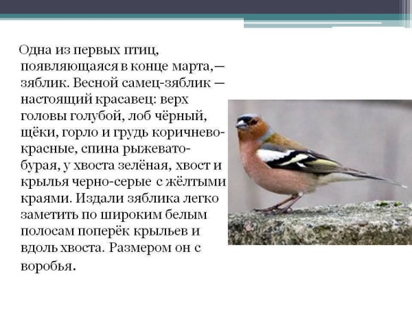 Зяблик птица описание