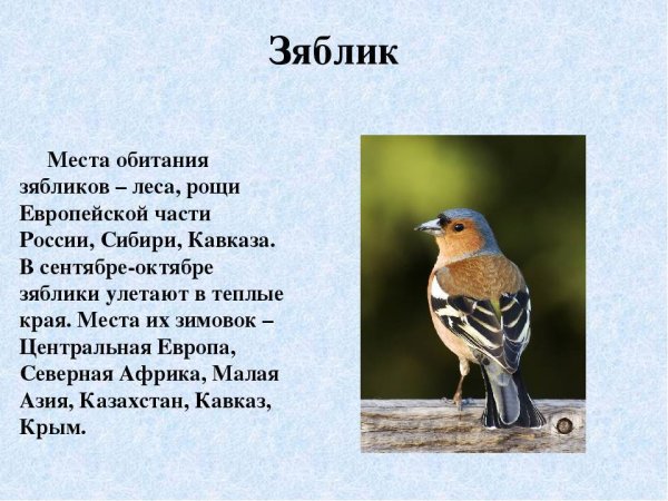 Зяблик описание