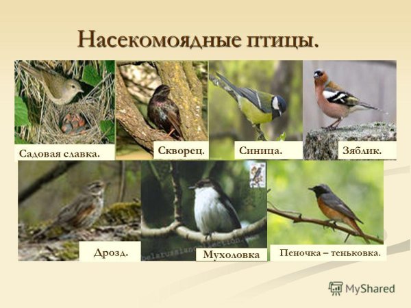 Насекомоядные птицы представители