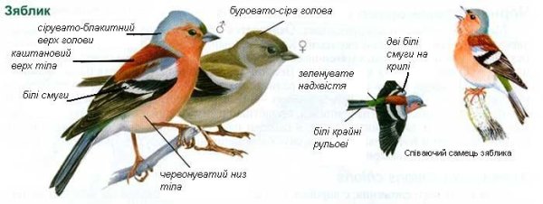 Зяблик определитель