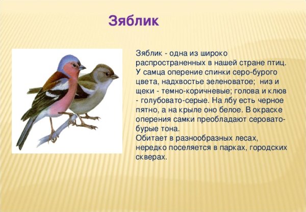Птицы леса сообщение