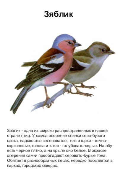 Зяблик описание