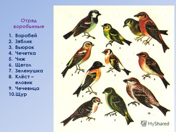 Отряд воробьиных