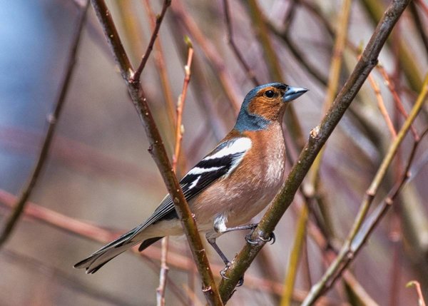Зяблик (fringílla COÉLEBS)