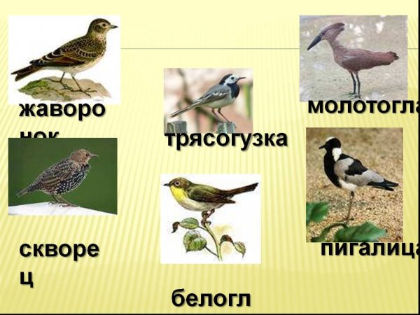 Скворец и трясогузка