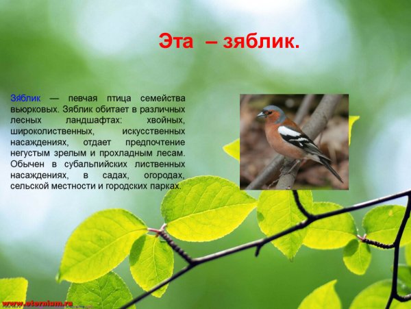 Рассказ про зяблика