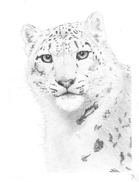 Снежный Барс рисунок