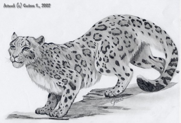 Рисунки карандашом диких кошек