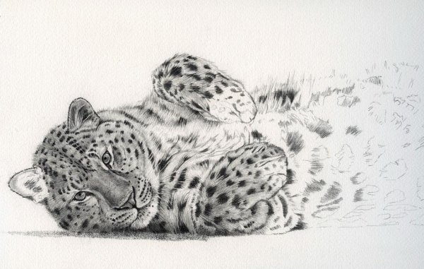 Снежный Барс карандашом