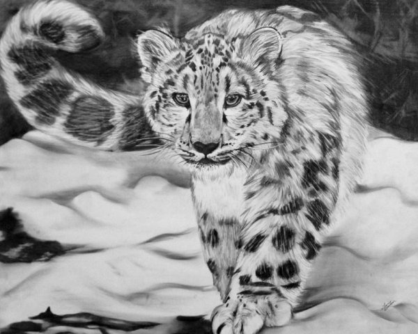Снежный Барс карандашом