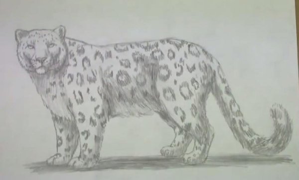 Снежный Барс рисунок поэтапно