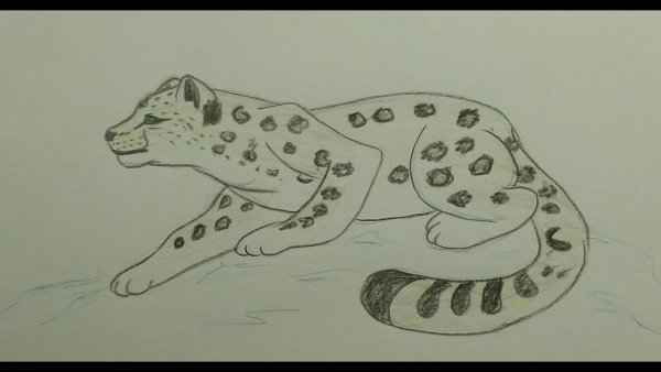 Нарисовать снежного Барса