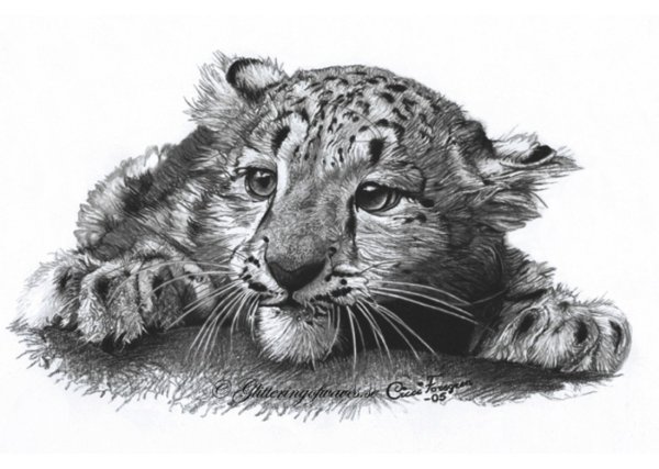 Ирбис карандашом