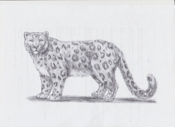 Снежный Барс рисунок карандашом