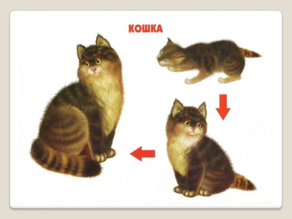 Рост животных