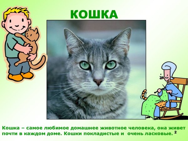 Презентация о домашней кошке