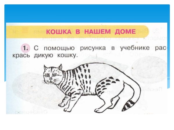 О кошке окружающий мир