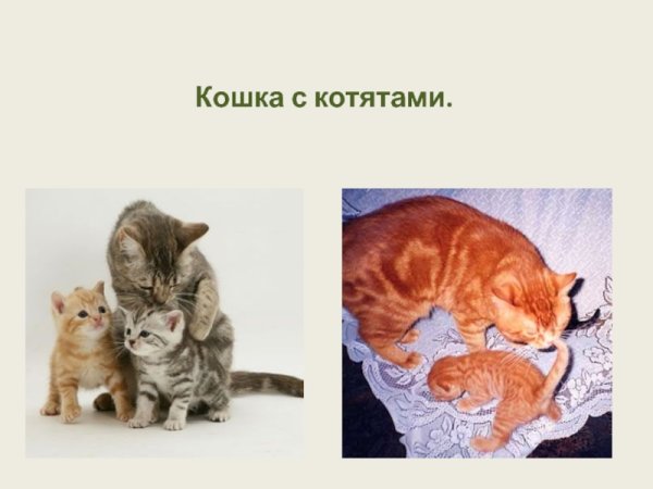 Сообщение о котенке