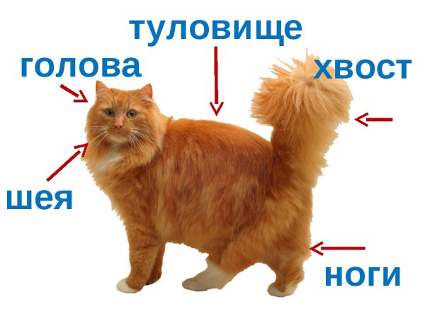 Строение тела животных