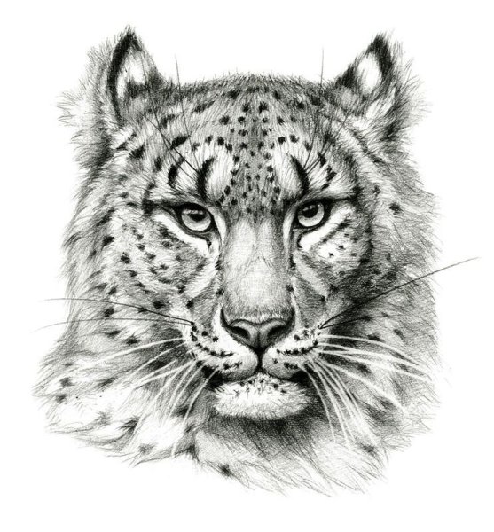 Ирбис эскиз