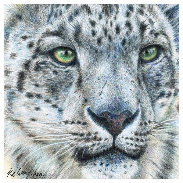 Снежный Барс эскиз