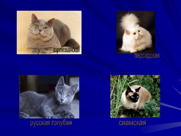Породы кошек класс