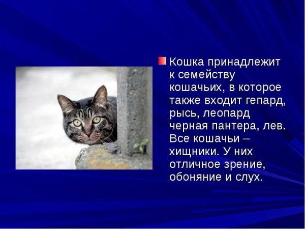 Сведения о домашних кошках