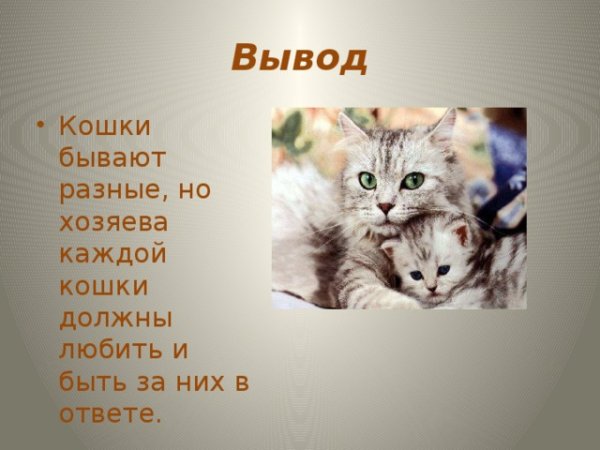 Проект домашние кошки