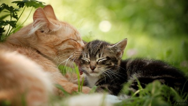 Кошка заботится