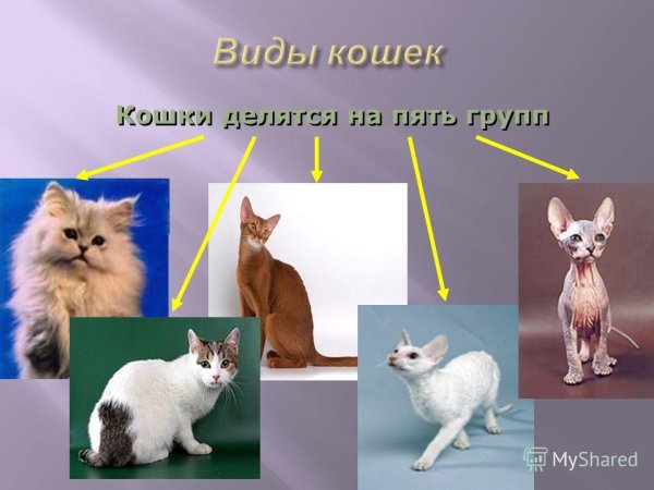 Проект про кошек разных пород