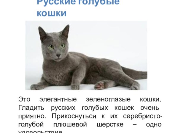 Русская голубая кошка описание для детей 2 класса