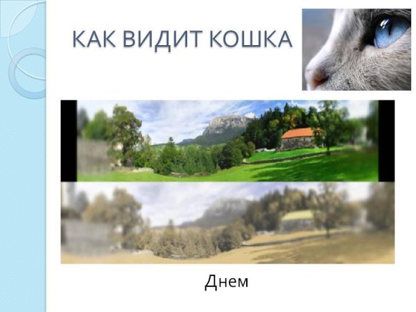 Как видят кошки