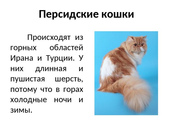 Презентация про кошек