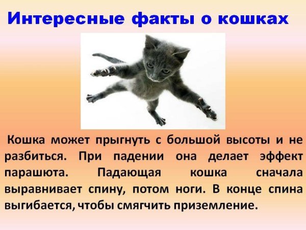 Интересные факт о КОШКАЖ